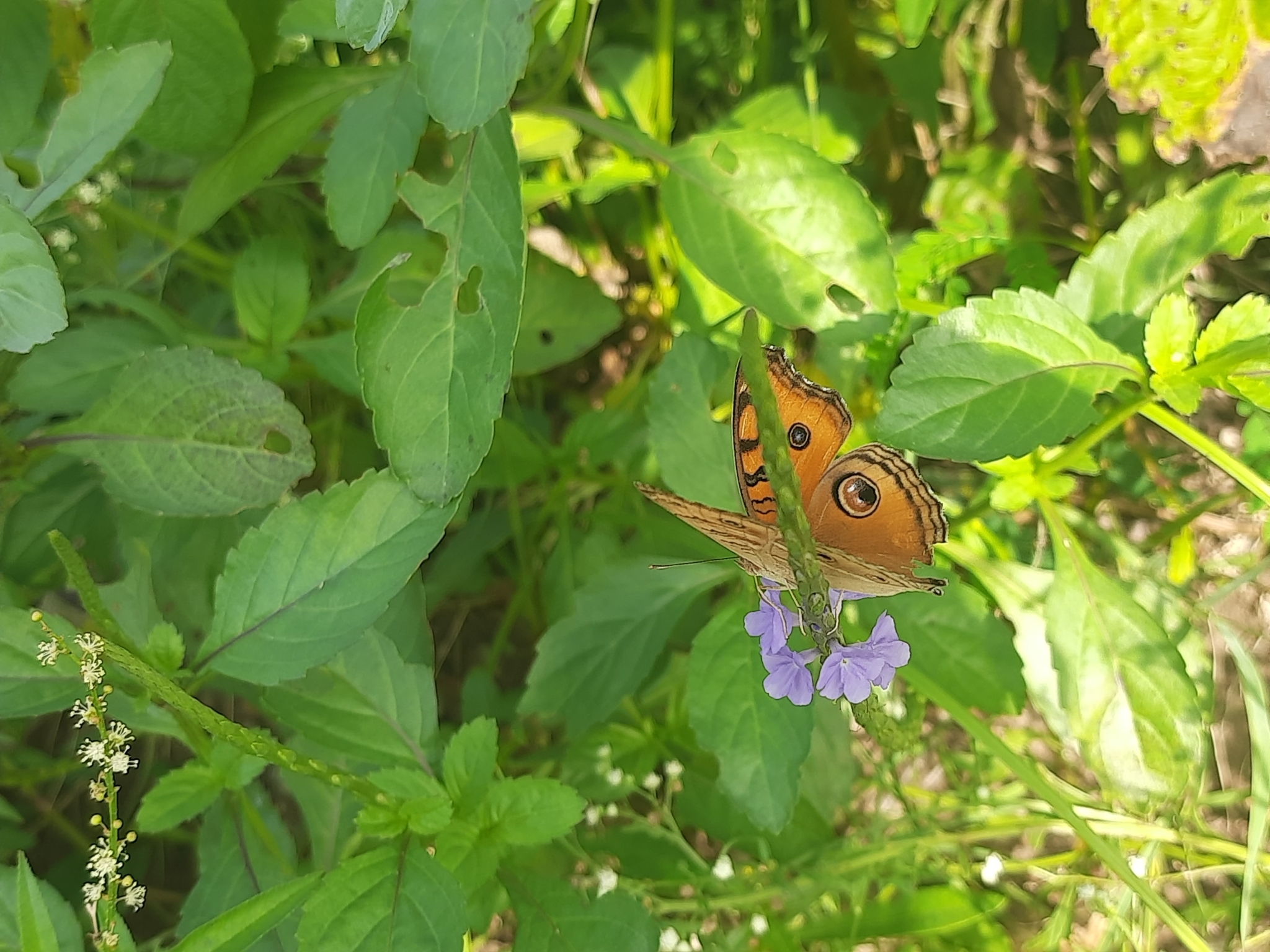 Peacock Pansy