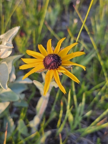 black-eyed Susan