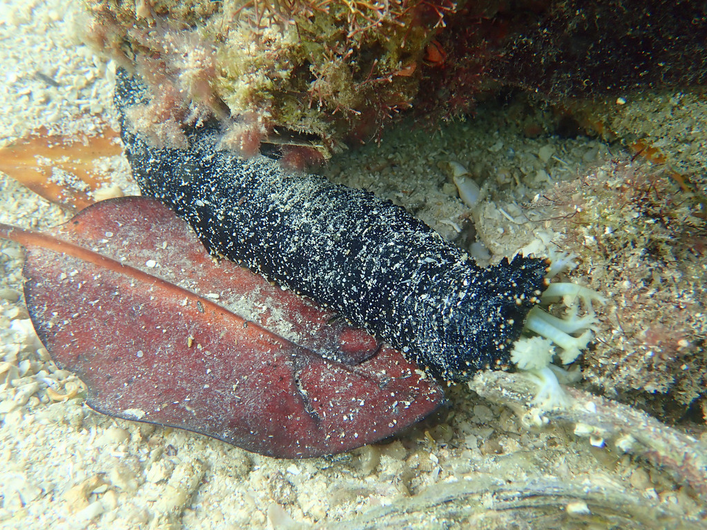 Snakefish Sea Cucumber Holothuria Coluber Inaturalist