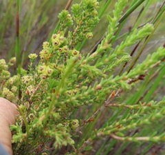 Erica serrata