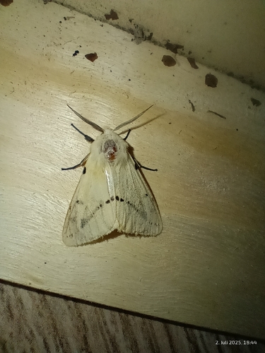 Buff Ermine photo 4