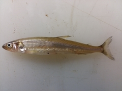 Rainbow Smelt photo 3