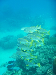 Plectorhinchus lineatus