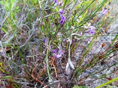 Amphithalea biovulata