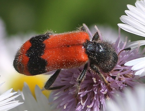 Bee-eating Beetle