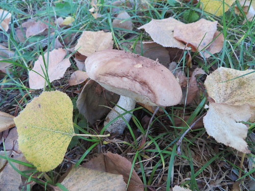 観察された菌類