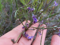 Amphithalea biovulata