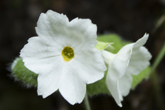 Primula reidii