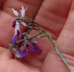 Amphithalea biovulata