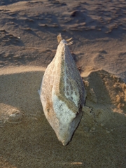 Polyplacapros tyleri