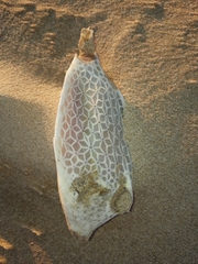 Polyplacapros tyleri