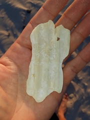 Tonna tetracotula