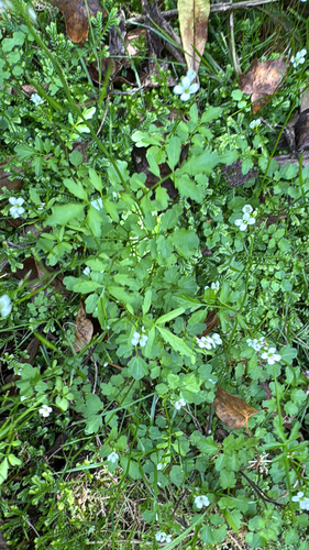 Cardamine caldeirarum, photograph 6