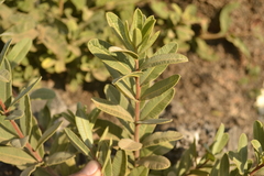 Ozoroa paniculosa paniculosa