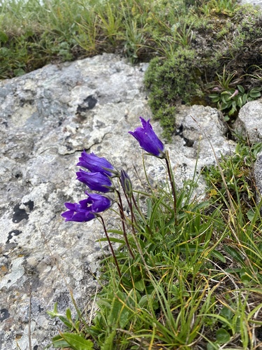 Campanula ciliata, photograph 1