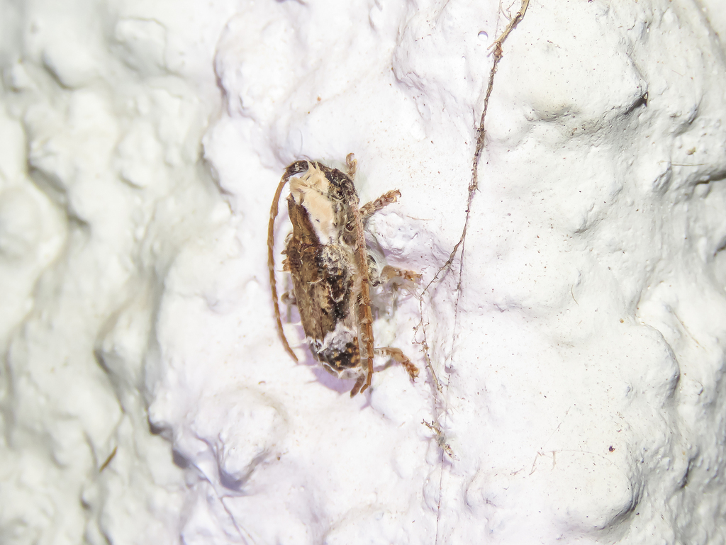 Desmiphora cirrosa