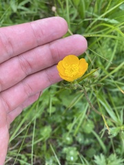 Ranunculus caucasicus