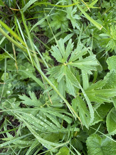 Ranunculus caucasicus, photograph 2