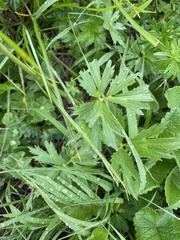 Ranunculus caucasicus, photograph Илья Руденко, CC BY, iNaturalist via GBIF