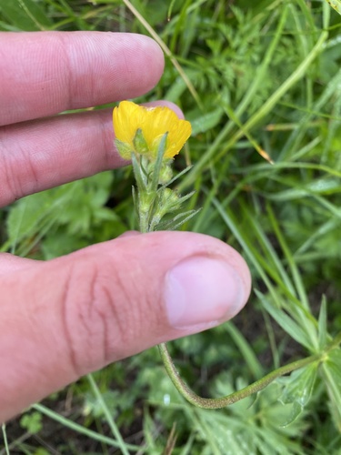 Ranunculus caucasicus, photograph 3