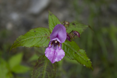 Impatiens sulcata