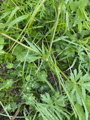 Ranunculus caucasicus, photograph Илья Руденко, CC BY, iNaturalist via GBIF