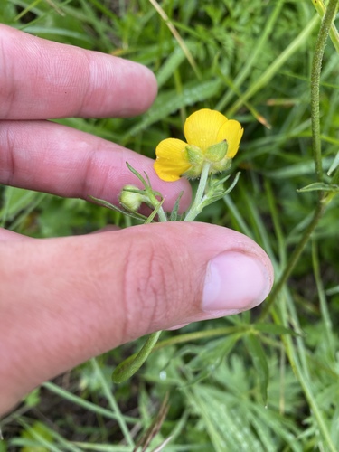 Ranunculus caucasicus, photograph 1