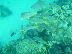 Plectorhinchus lineatus