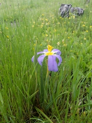Calydorea xiphioides