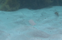 Parequula melbournensis