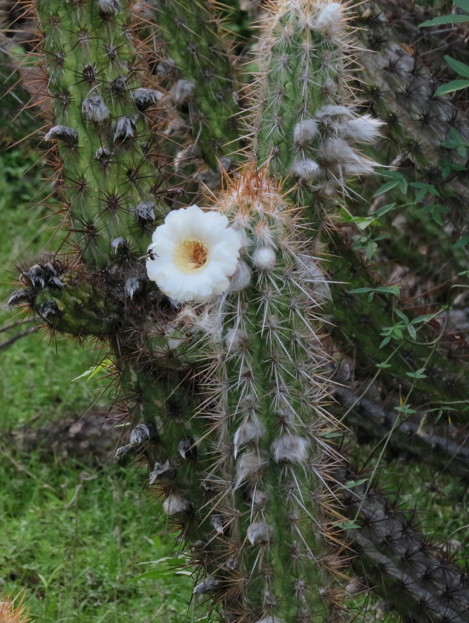 Xiquexique gounellei