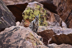 Petrogale lateralis