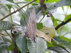 Amathuxidia amythaon