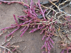 Salicornia natalensis