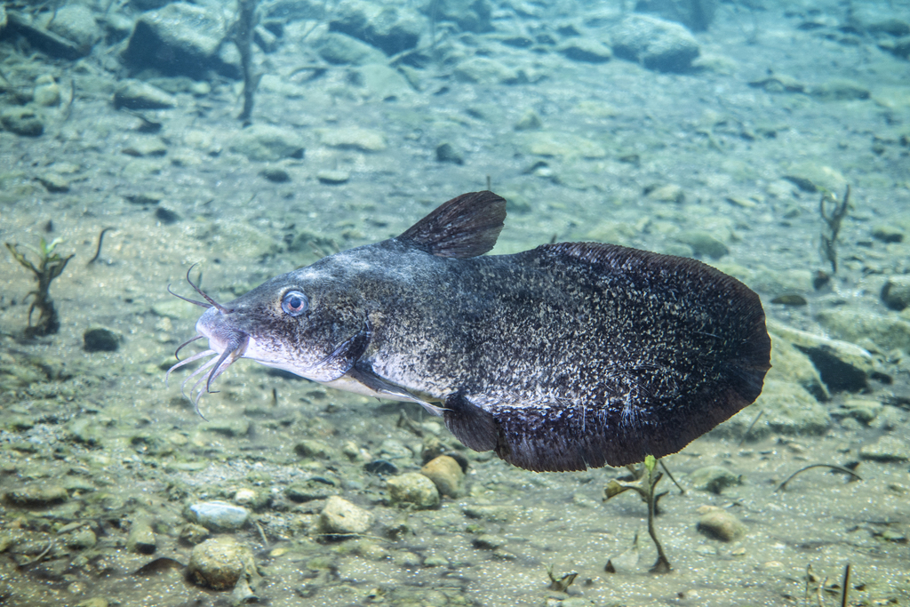 Freshwater Catfish (Tandanus tandanus) (Fish Field Guide North Central CMA)  · iNaturalist