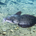 Freshwater Catfish - Photo (c) Brett Vercoe, some rights reserved (CC BY-NC), uploaded by Brett Vercoe