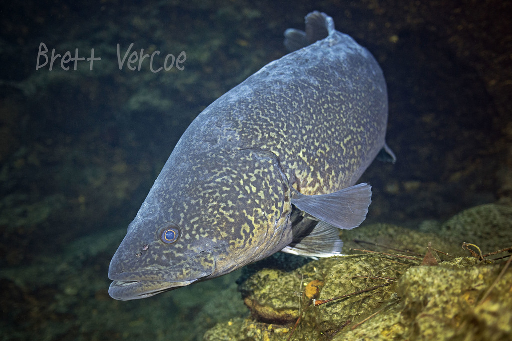 Eastern freshwater cod (Maccullochella ikei) — Percichthyidae