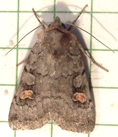 Adelphagrotis