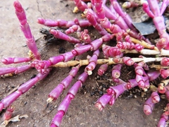 Salicornia natalensis