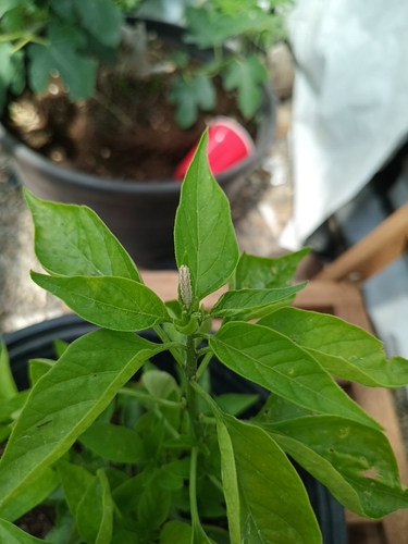 Unknown species found near Bozeman, MT 59718, USA