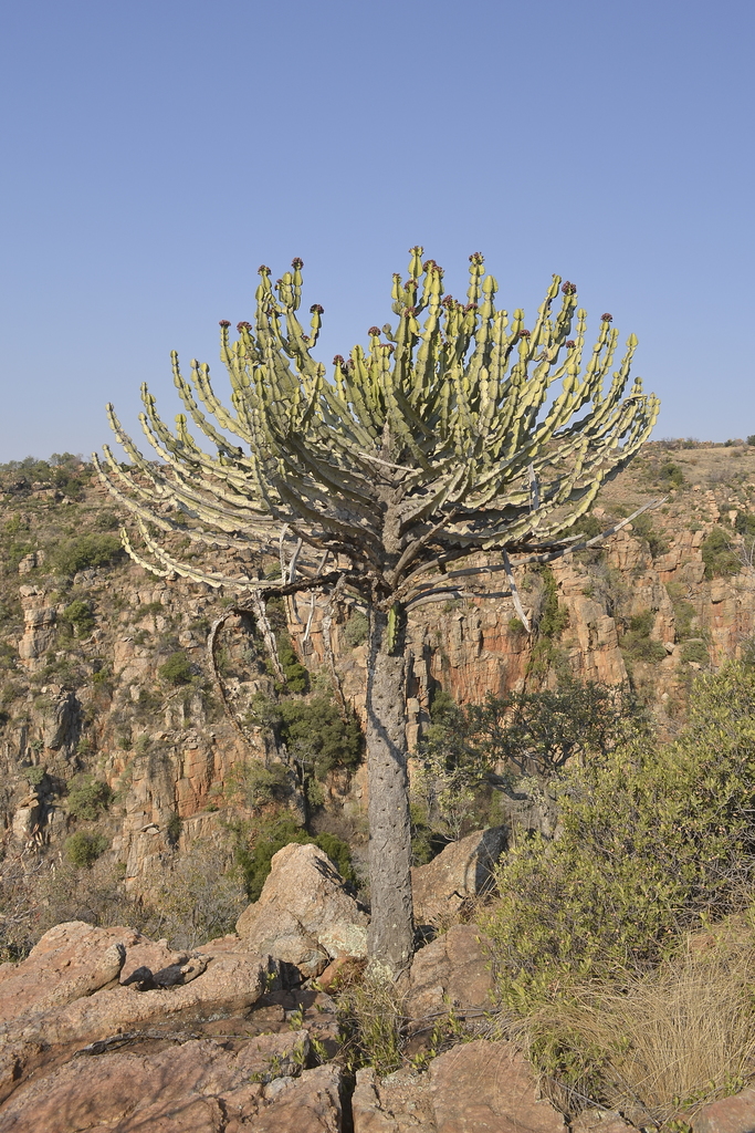 Subgenus Euphorbia