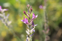 Astragalus varius