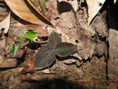 Anoectochilus