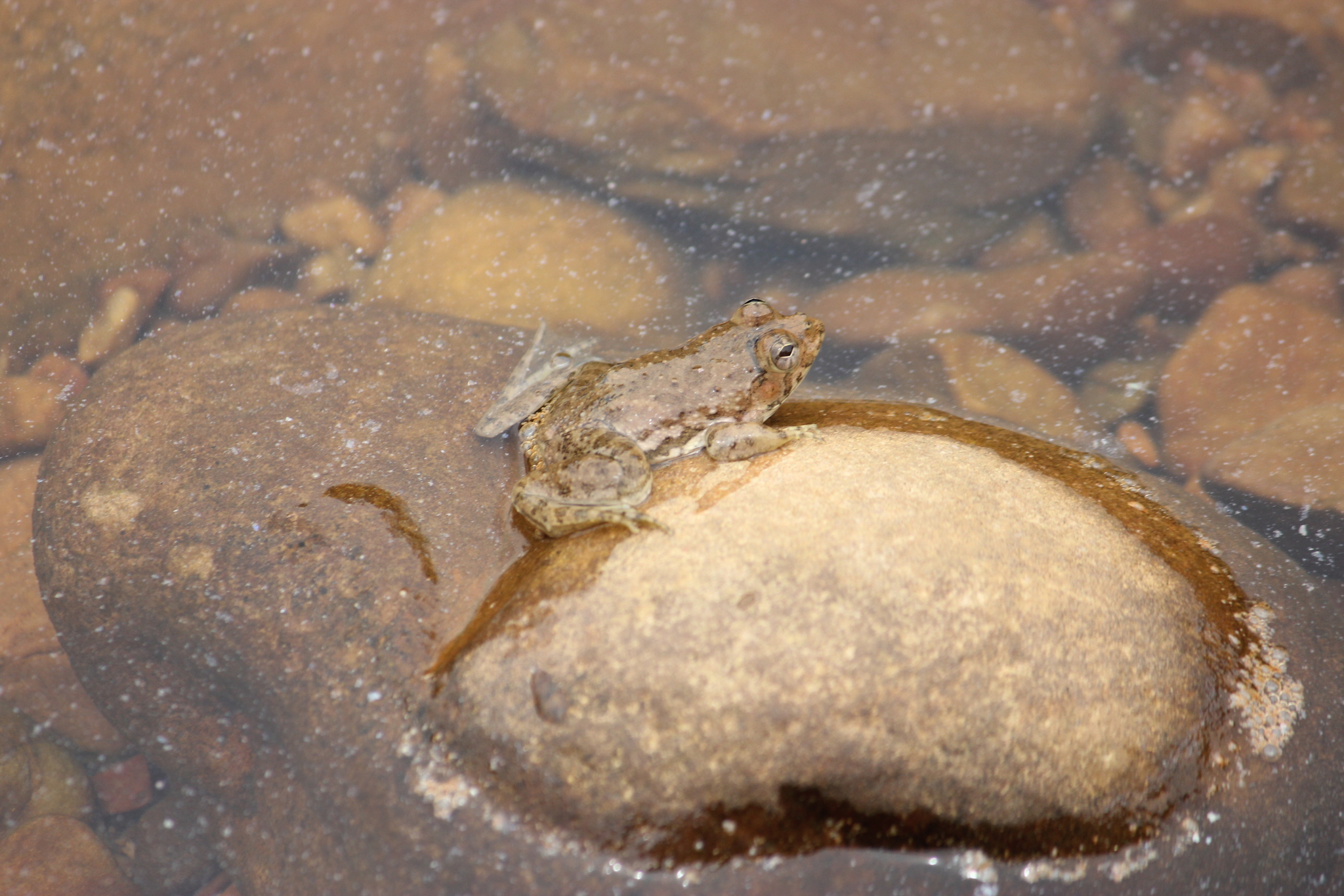 Indian Skipper Frog