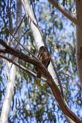 Ninox boobook boobook