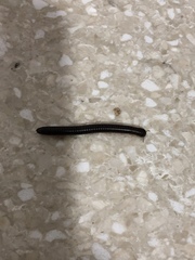 Leptogoniulus sorornus