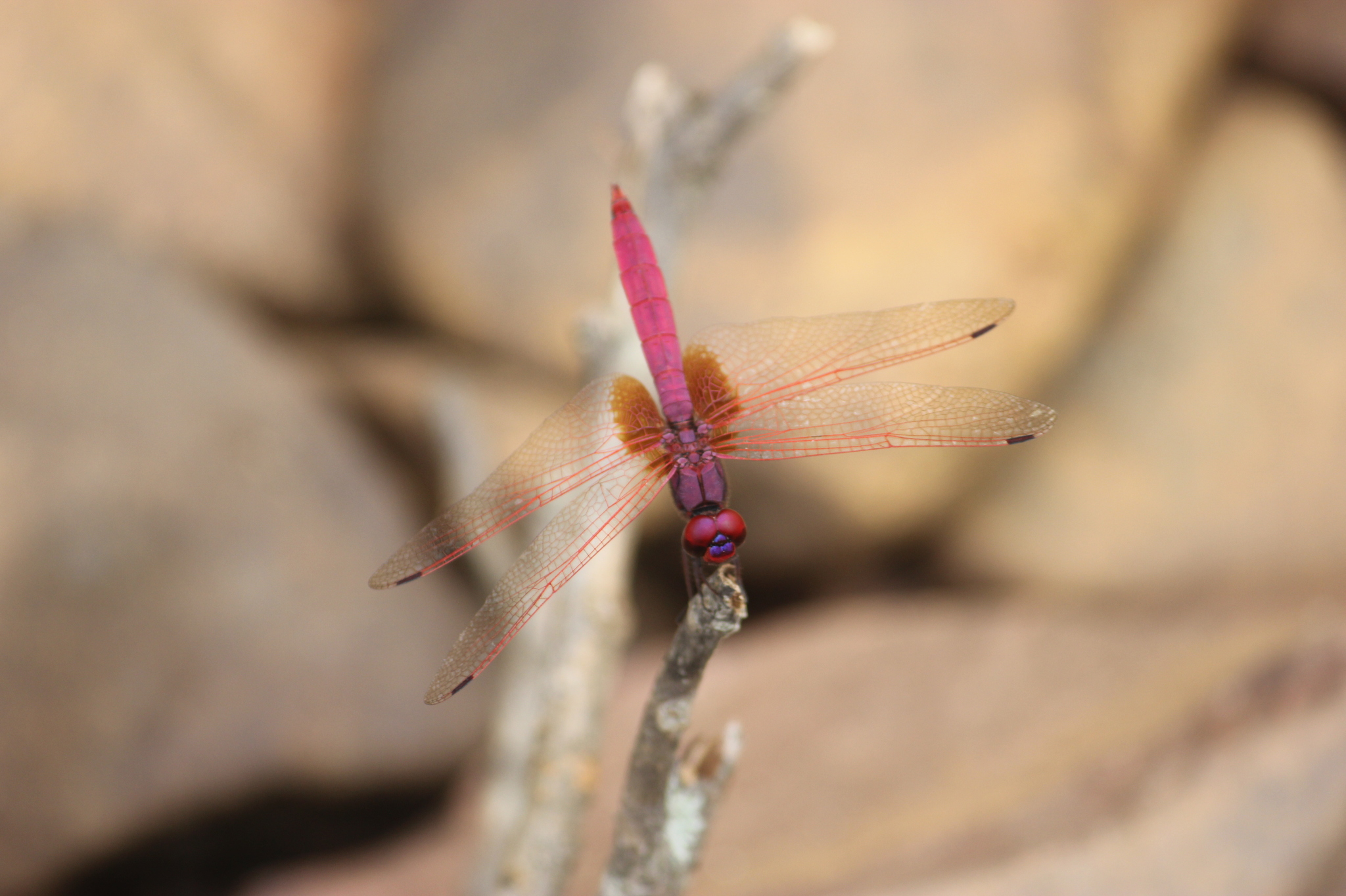 Crimson Marsh Glider