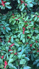 Ilex verticillata