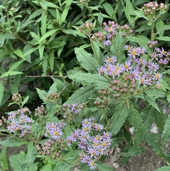 Aster albescens