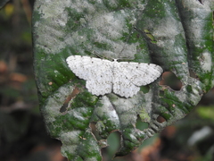 Catoria sublavaria